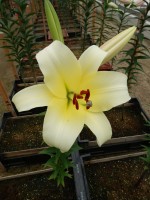 [4444 PO40 Fornova No02.JPG]